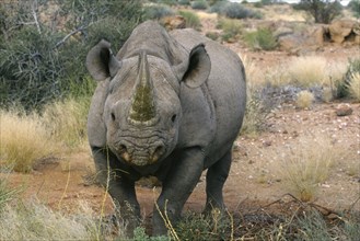 SOUTH AFRICA, Augrabies  Rhino, "Black rhinoceros, portrait."