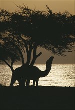 EGYPT, Sinai , Nuweiba, Camel under Acacia tree at sunset