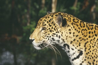 ANIMALS , Big Cats, Jaguar, Belize.  Portrait looking to right.