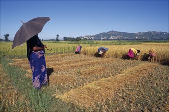 NEPAL, Eastern Terai , Agriculture, Woman using umbrella for shade standing watching rice harvest.
