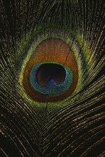 BIRDS , Peacock , Detail of plumage.