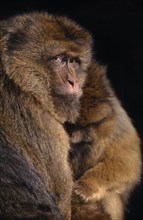ANIMALS, Apes, Barbary Ape (Macaca Sylvanus) in captivity  Norfolk England