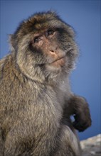 ANIMALS , Apes, Barbary Ape (Macaca Sylvanus) Gibraltar