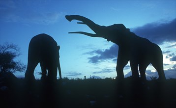 CUBA, Santiago de Cuba, Bacanao Park , Life size dinosaurs silhoetted