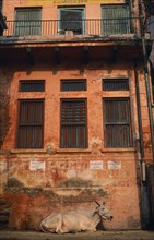 INDIA, Uttar Pradesh, Varanasi , "Sacred cow lying beside crumbling, red plaster wall of building