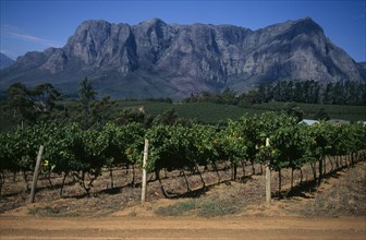 SOUTH AFRICA, Western Cape, Stellenbosch Winelands, Vineyard with mountains in the background