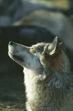 WILDLIFE, Dogs, Wolf, Wolf (canis lupus) howling USA