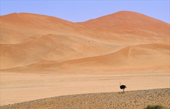 WILDLIFE, Birds, Ostrich, Single Ostrich running across semi desert with sand dunes behind in