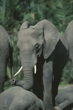 WILDLIFE, Big Game, Elephants, Young female African Elephant (loxodonta africana) with herd in