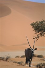 WILDLIFE, Oryx, Oryx standing in desert below sand dune in Namibia