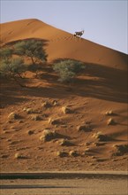 WILDLIFE, Oryx, Oryx standing on down slope of sand dune in Namib desert