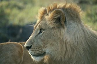 WILDLIFE, Big Game, Cats, Male Lion (panthera leo) in Masai Mara Kenya