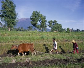 INDONESIA, East Bali  , Tirtagangga, Ploughing rice terraces using cow near Mount Agung
