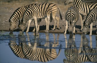 NAMIBIA, Etosha National Park, Zebra herd drinking at a waterhole