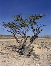 OMAN,  , Near Salalah, Frankincense Tree in desert landscape.