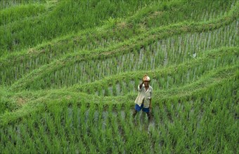 INDONESIA, Bali, Mount Agung, Man waving from rice terraces on the foothills of  the volcano