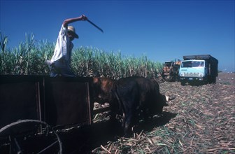 CUBA, Holguin , Sugar Cane Harvest with man standing in cart drawn by cattle with his arm raised in