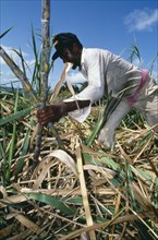 WEST INDIES, Barbados , Farming, Sugar cane harvest