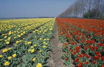 HOLLAND, Agriculture, Flowers, Bulb Fields. Field of broad strips of red and yellow tulips.