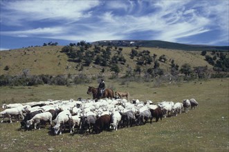 CHILE,  , Patagonia, Traditional sheep herding with farmer on horseback