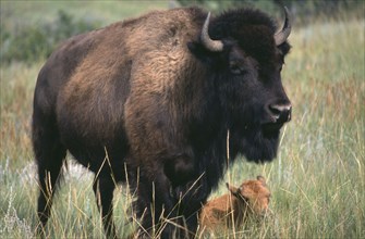 USA, Animals, American Bison with a calf lying in the long grass behind