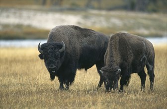 USA, Wyoming, Yellowstone National Park, Two Bison standing together with one grazing and the other