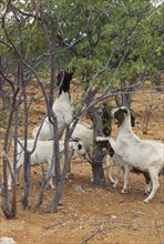 NAMIBIA, Farming, Goats causing deforestation by eating young trees on the edge of the desert