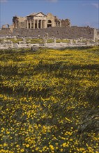 TUNISIA, Sbeitla, 2nd Century Roman ruins with yellow flowers massed in the foreground