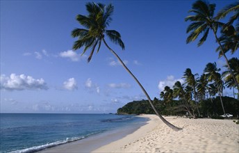 WEST INDIES, Antigua, Darkwood Beach, Sandy beach with clear blue sea water and palm trees behind.