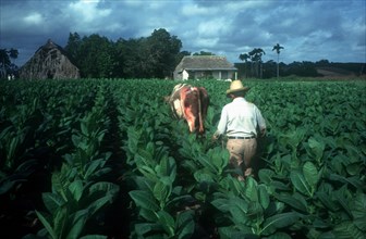 CUBA, Pinar Del Rio, Tobacco farmer working in field with ox drawn hoe.  Ox has large open sore on