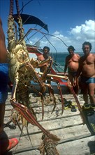 CUBA, Ciego de Avila, Cayo Guillermo , Man standing on jetty holding up deep sea lobster