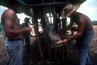 CUBA, Holguin, Los Angeles, Men branding caged cattle on a ranch