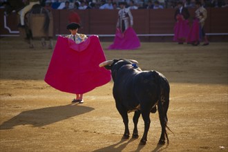 SPAIN, Andalucia , Seville, Matador standing in front of a bull with his cape raised in the Arenal