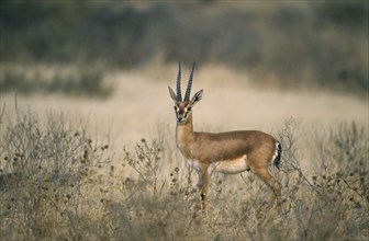 WILDLIFE, Chinkara, Chinkara (gazella gazella) standing in scrubland in Ranthambore National Park