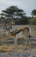 WILDLIFE, Springbok, Springbok at Etosha National Park in Namibia