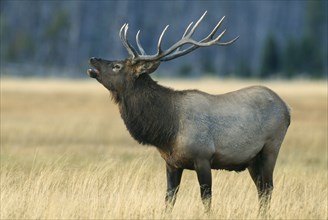 WILDLIFE, Deer, Elk, Male Elk (cervus elaphus) bugling in Yellowstone USA
