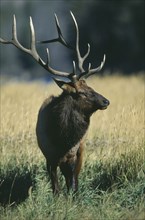 WILDLIFE, Deer, Elk, Male Elk (cervus elaphus) looking sideways in Yellowstone USA