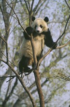 WILDLIFE, Bears, Panda, Giant Panda in tree at Beijing Zoo