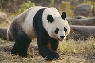 WILDLIFE, Bears, Panda, Giant Panda walking on the ground at Beijing Zoo