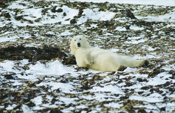WILDLIFE, Bears, Polar Bear (ursus maritimus) lying on its back in a kelp bed on the shore of