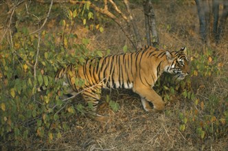 WILDLIFE, Big Game, Cats, Indian Tiger (panthera tigris tigris) Ranthambore National Park Rajasthan