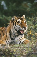 WILDLIFE, Big Game, Cats, Siberian Tiger (panthera tigris altaica) sitting on the ground looking