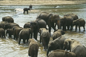 WILDLIFE, Big Game , Elephants, Indian Elephant herd from orphanage sanctuary at Pinawella near