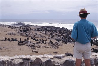 NAMIBIA, Skeleton Coast, Cape Cross Seal Reserve, Tourist looking out to the Atlantic over herds of