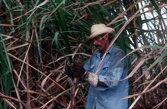 CUBA, Pinar Del Rio , Sugar Cane harvest worker cutting down crops