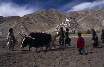 INDIA, Ladakh, "Digging potatoes using pair of dzo, a hybrid of a yak and a domestic cow to pull