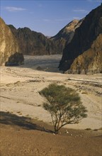 EGYPT,  , Sinai, Tree at entrance to valley in semidesert area
