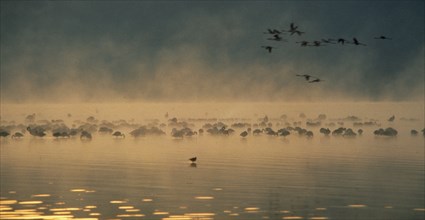 WILDLIFE, Birds, Flamingoes, Flamingoes in flight and wading in a misty dawn on Lake Nakura Kenya