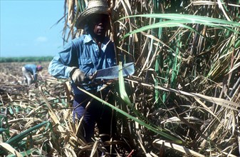CUBA, Pinar Del Rio , Sugar Cane harvest worker cutting down crops