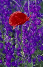 FLOWERS , Poppies, Single Red Poppy growing amongst purple flowers